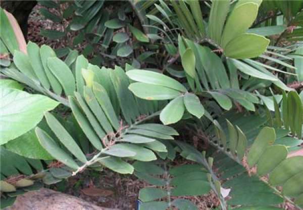 how to choose a banana flowerpot