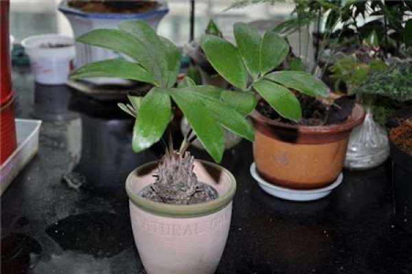 How to choose the soil of Fengwei banana?