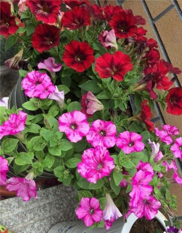 placement and maintenance of petunia in summer