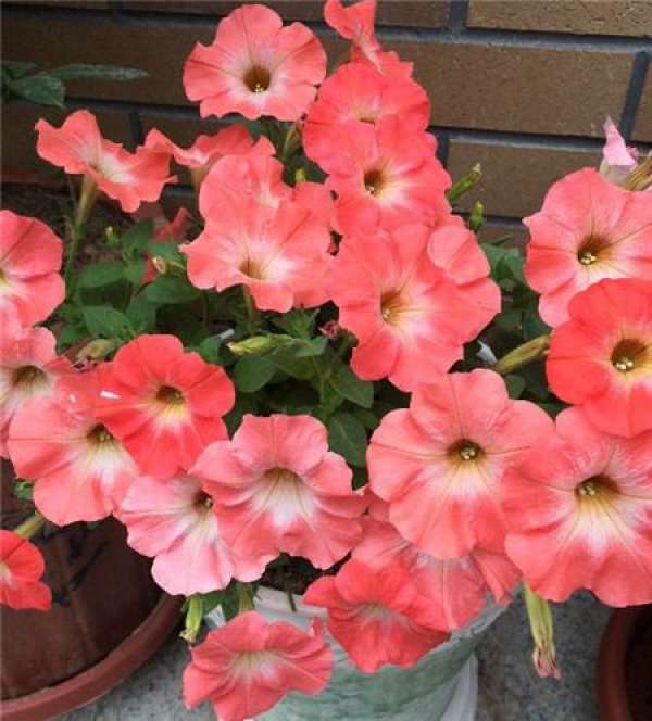 Winter Placement and Maintenance of Petunia