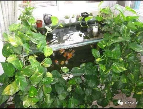 Scindapsus aureus white