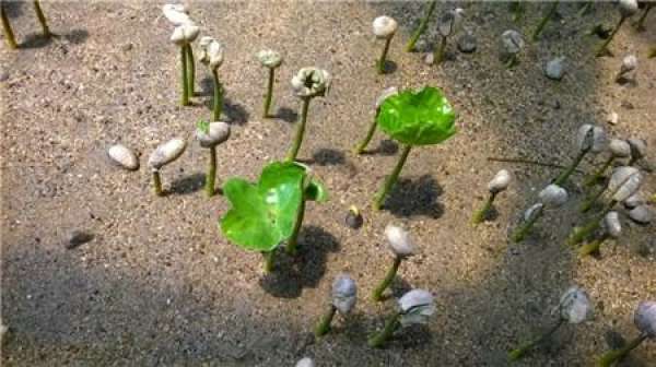 Precautions for the cultivation of coffee plant