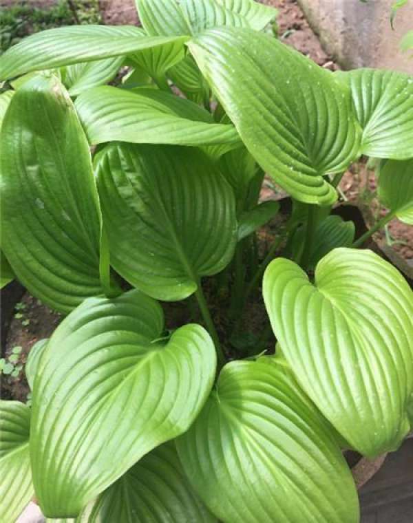 Arrowroot