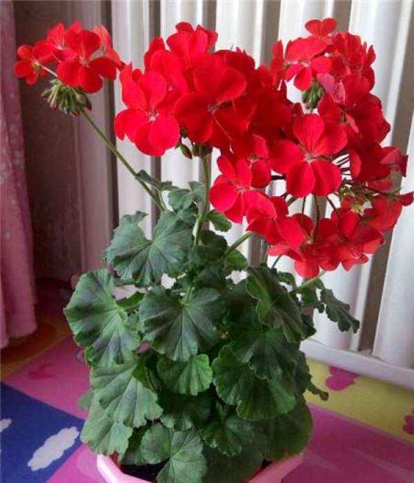 The main points of geranium in summer
