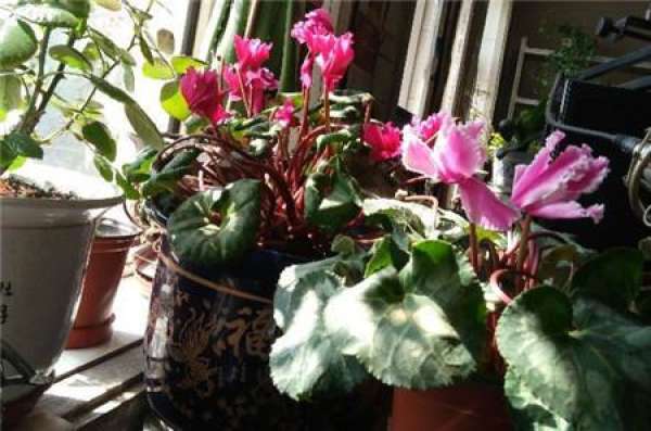 Watering during the dormant period of Cyclamen
