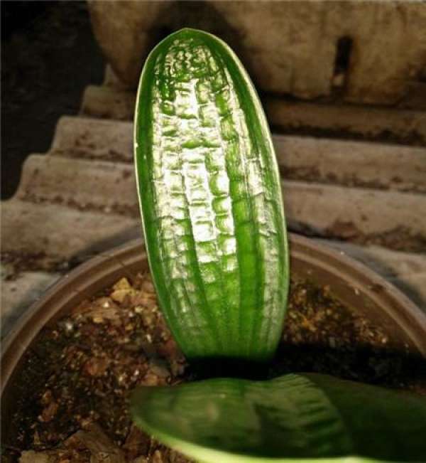 What about the rotten leaves of Clivia?