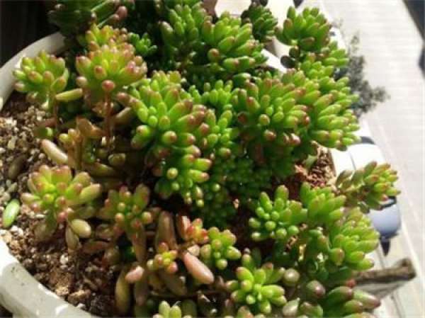 Succulent plants are actually not suitable for long-term stuffy cultivation.