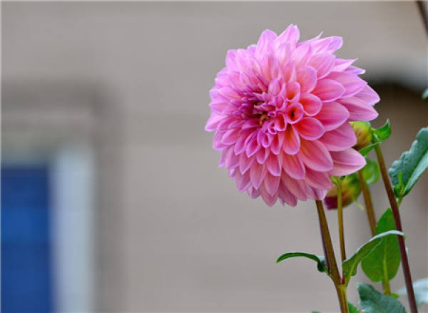 Sweet Potato Flower