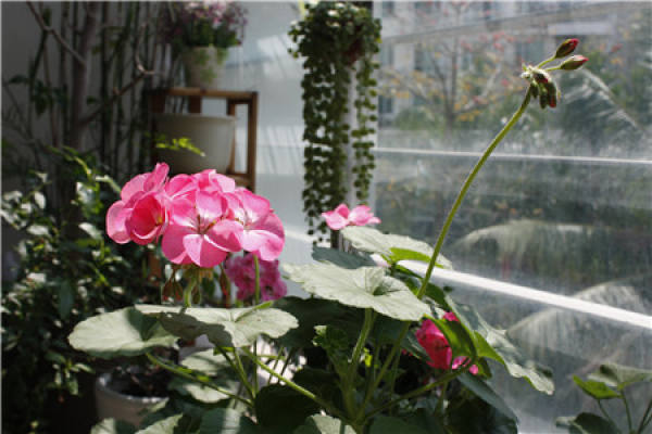 Geranium
