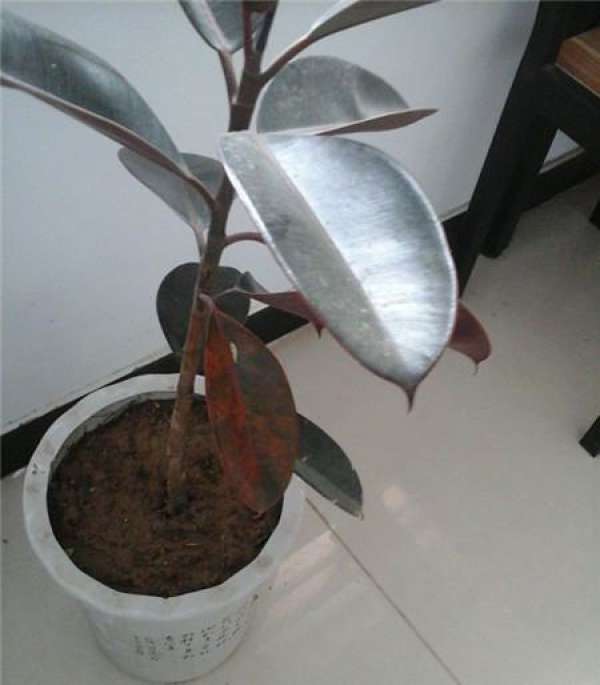How to deal with the single pole of rubber tree?