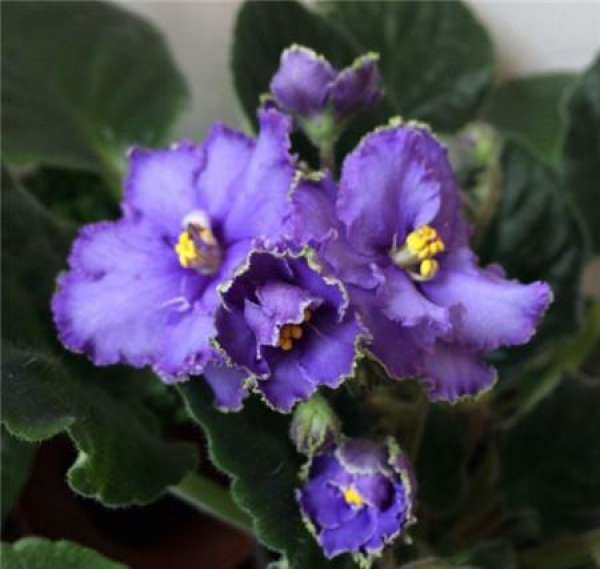 The Light Requirement of African Viola