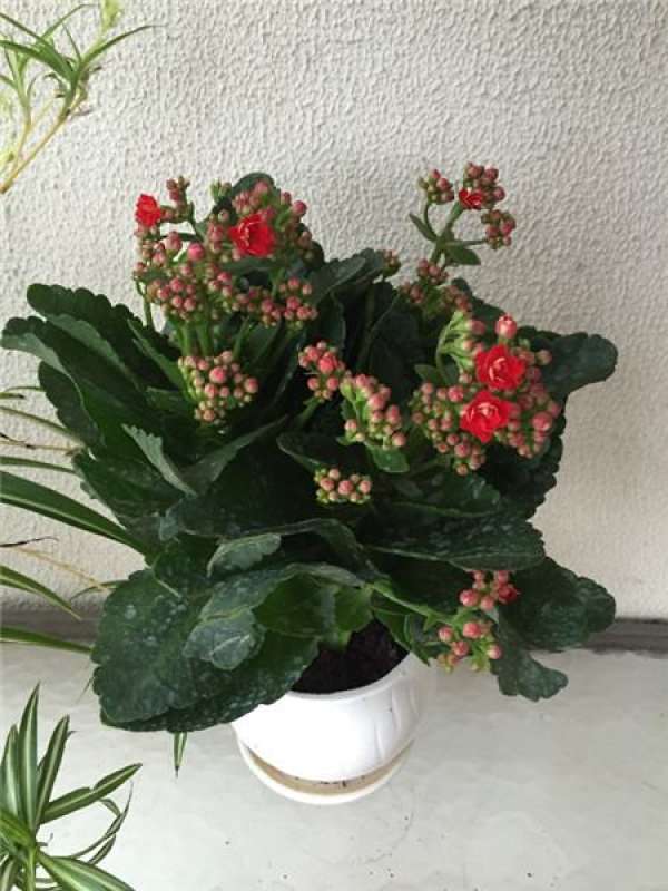 Matters needing attention in the cultivation of Kalanchoe blossfeldiana