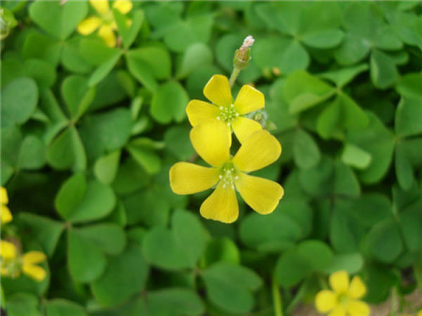 Effects of pot explosion and illumination on Oxalis corniculata
