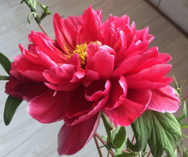 Points for Attention in Planting Peony Root