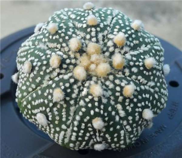 Method for watering cactus bag