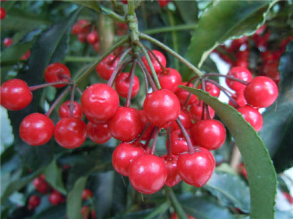 Precautions for Ardisia crenata fruit sowing