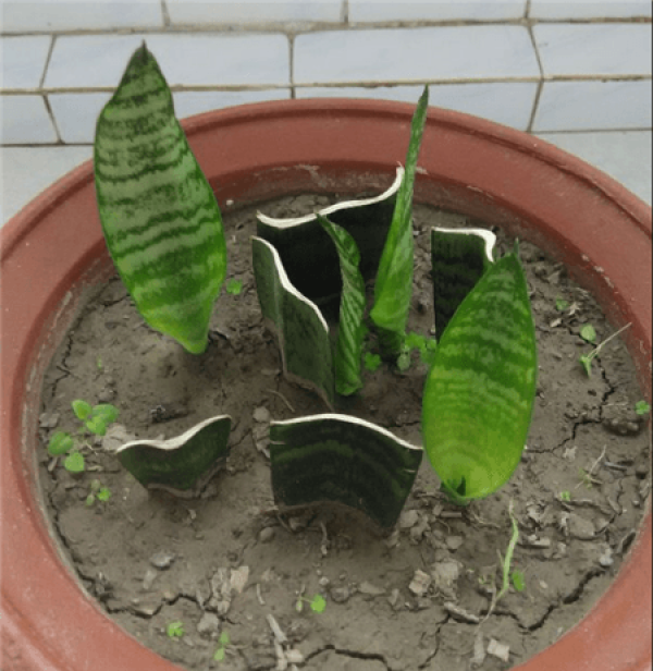 Sansevieria trifasciata cutting