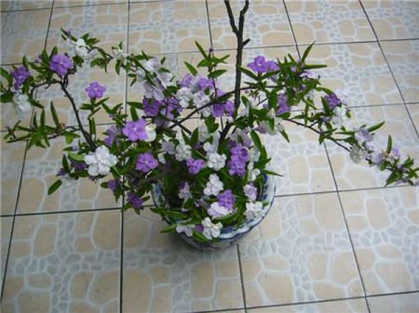 Layering Propagation of Jasminum bicolor