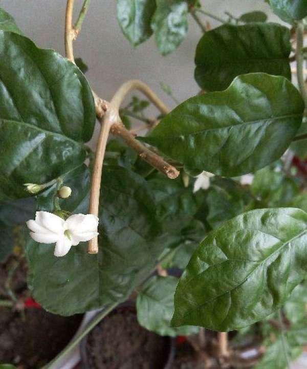 Pruning time of jasmine