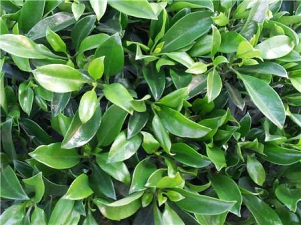 How do African jasmine bask in the sun?