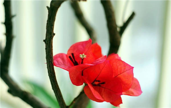 pruning method of Bougainvillea
