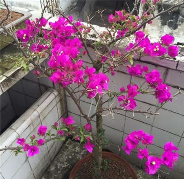 Cautions for Bougainvillea pruning
