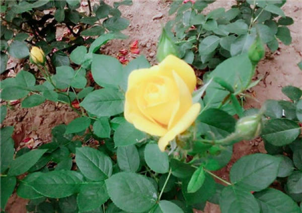 How to prolong the flowering period of Chinese rose?