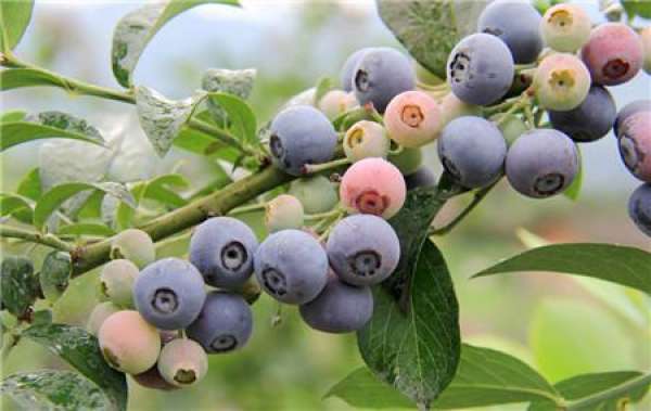 Blueberry