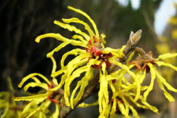 Pruning method of hamamelis after blossom