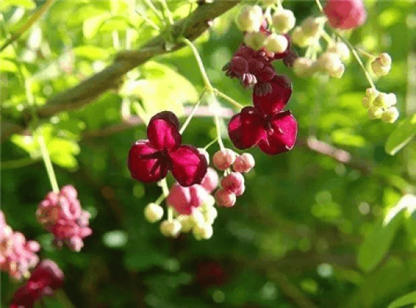 Akebia quinata