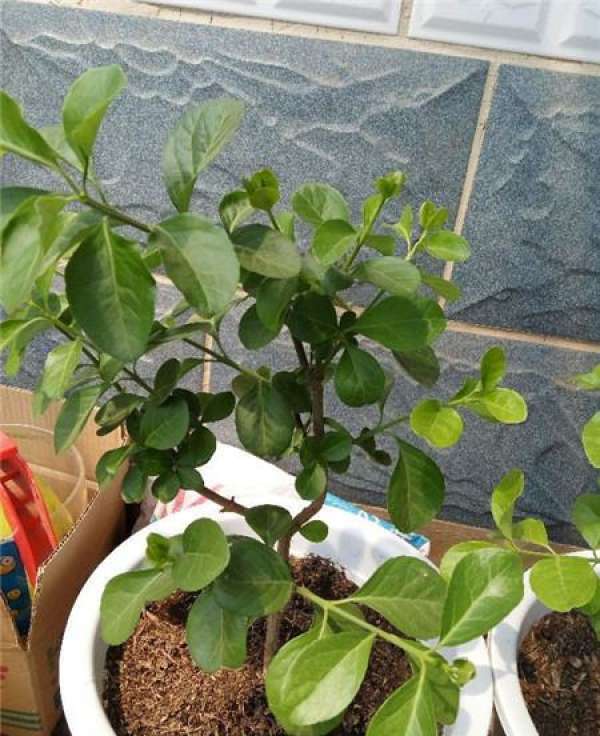the flowering rule of jasmine