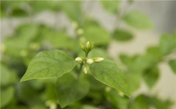 Florescence pruning of jasmine