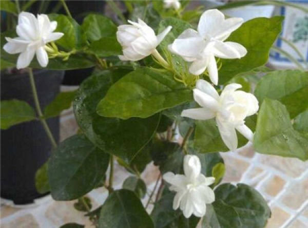 How does jasmine leaf droop?