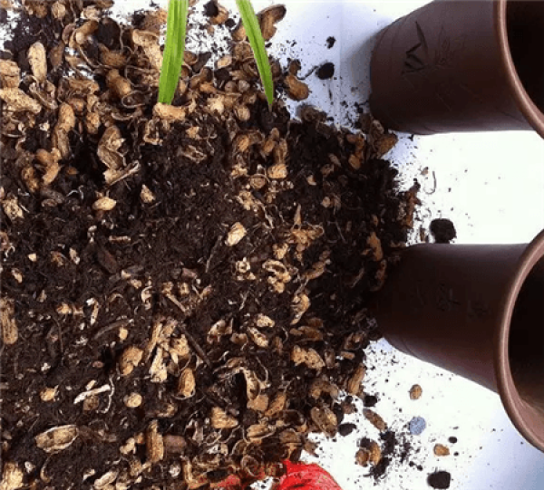 Fruit shell improves soil