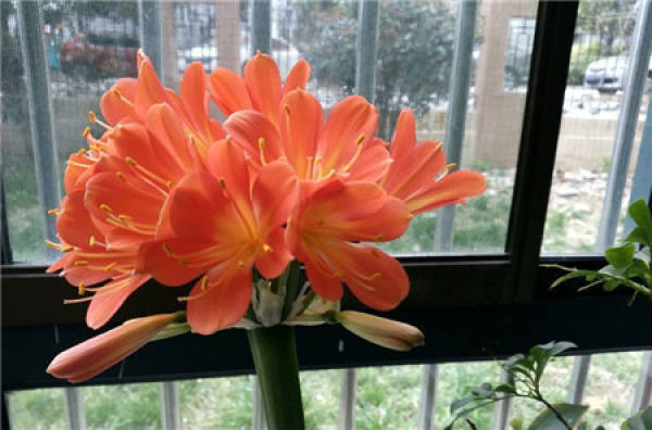 Clivia miniata blossom