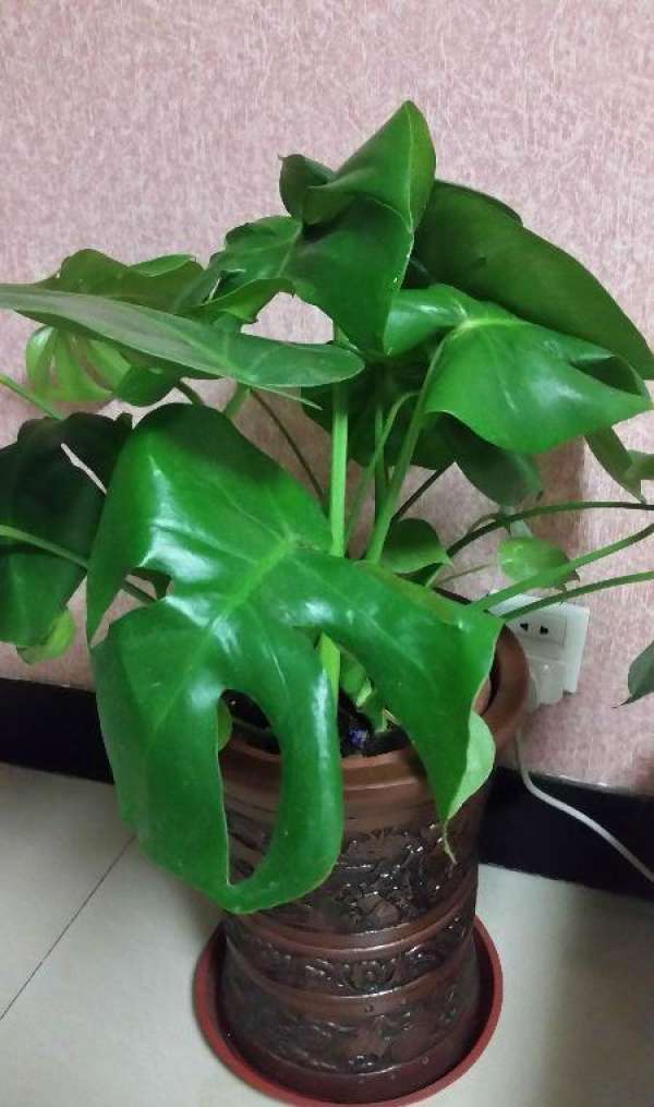 Cautions for cuttage of Monstera alata