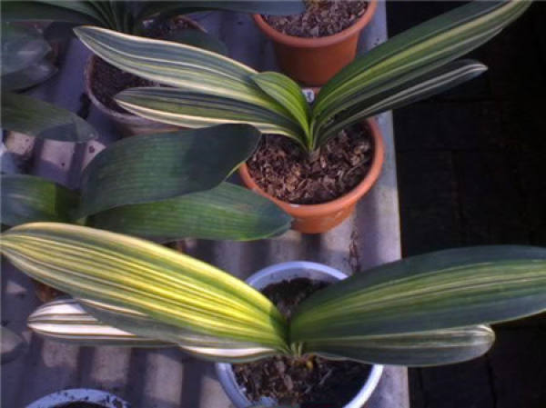 marsh Clivia