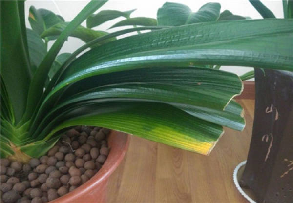 How to use foliar fertilizer for Clivia?