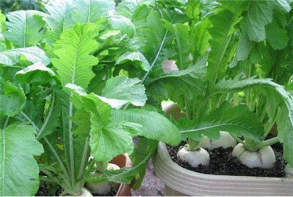 Long Radish