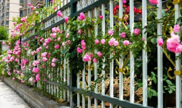 Flower Hedge