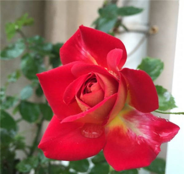 Pruning precautions of Chinese rose