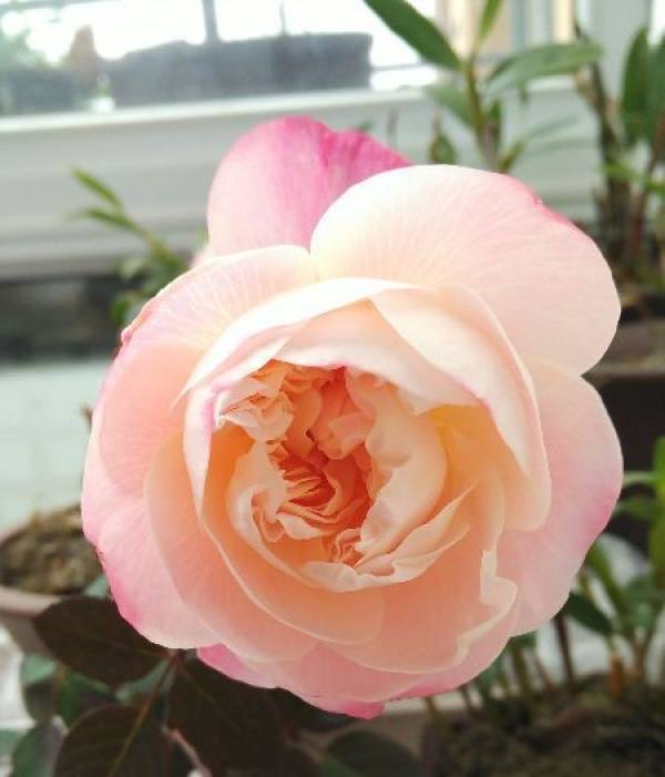 The third pruning of rose after blooming