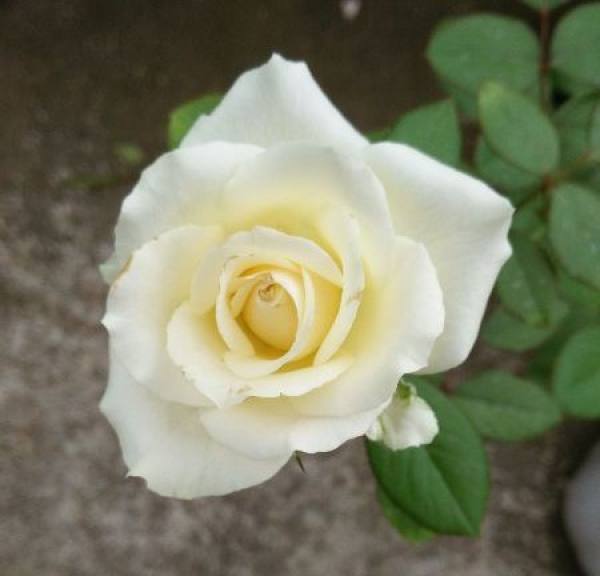 Dosage of Chinese rose compound fertilizer