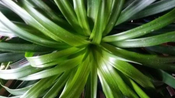 Dracaena heart