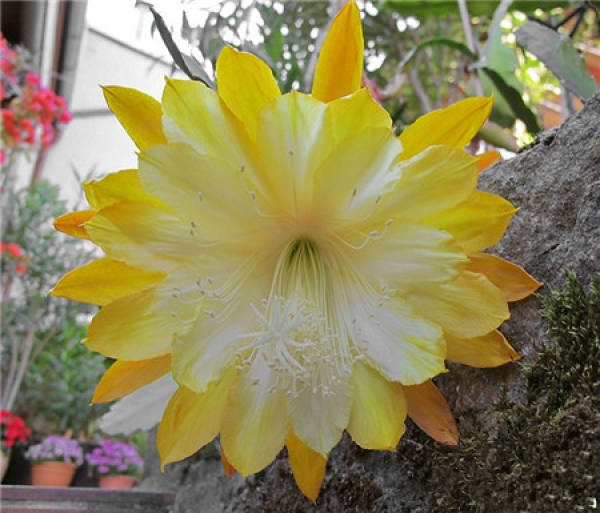 Epiphyllum