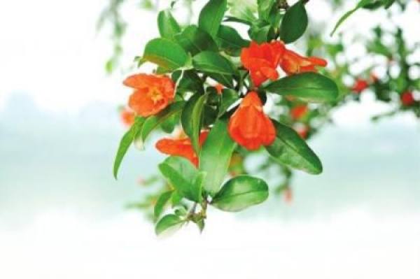 pomegranate