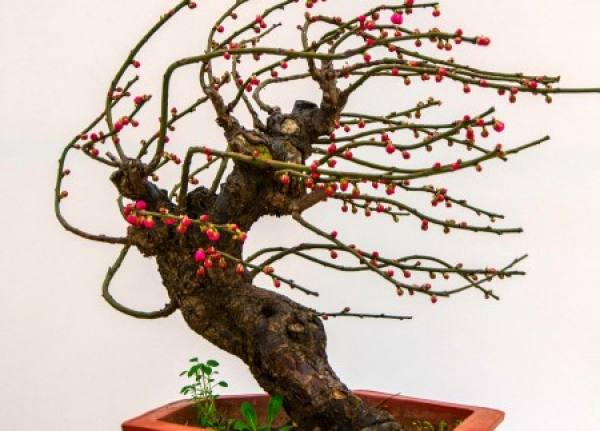 rolling dragon plum