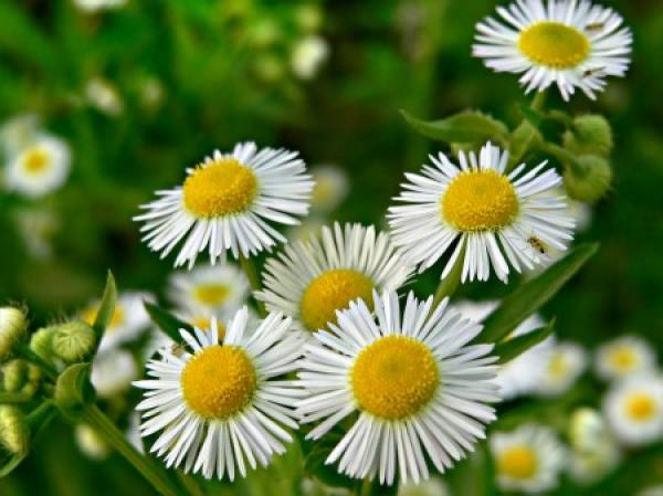 Daisy
