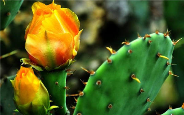 Cactus