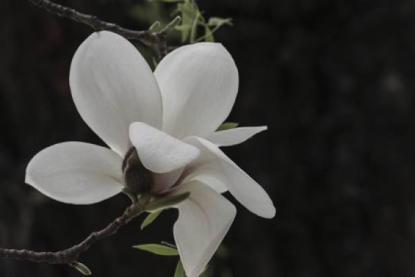 Magnolia